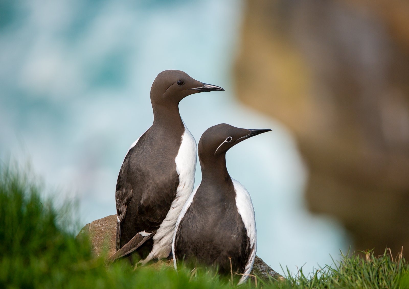 Common Murre