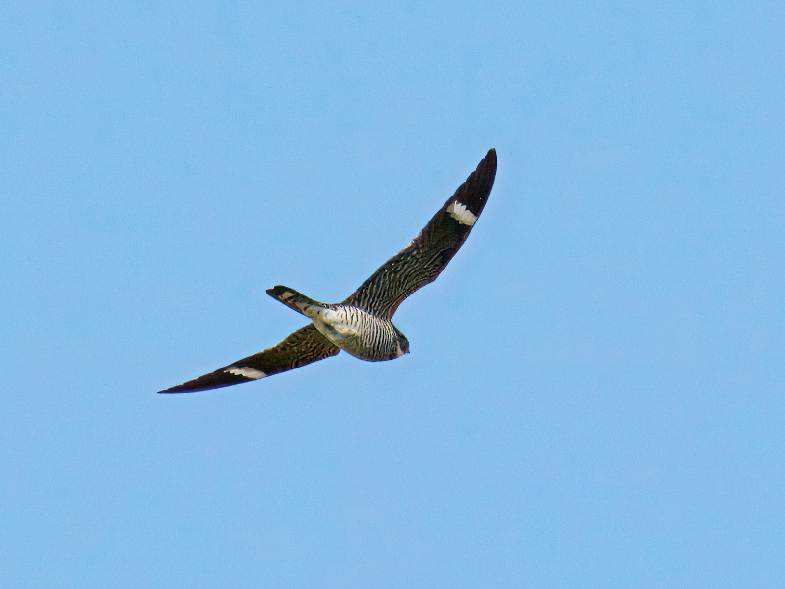 Common Nighthawk