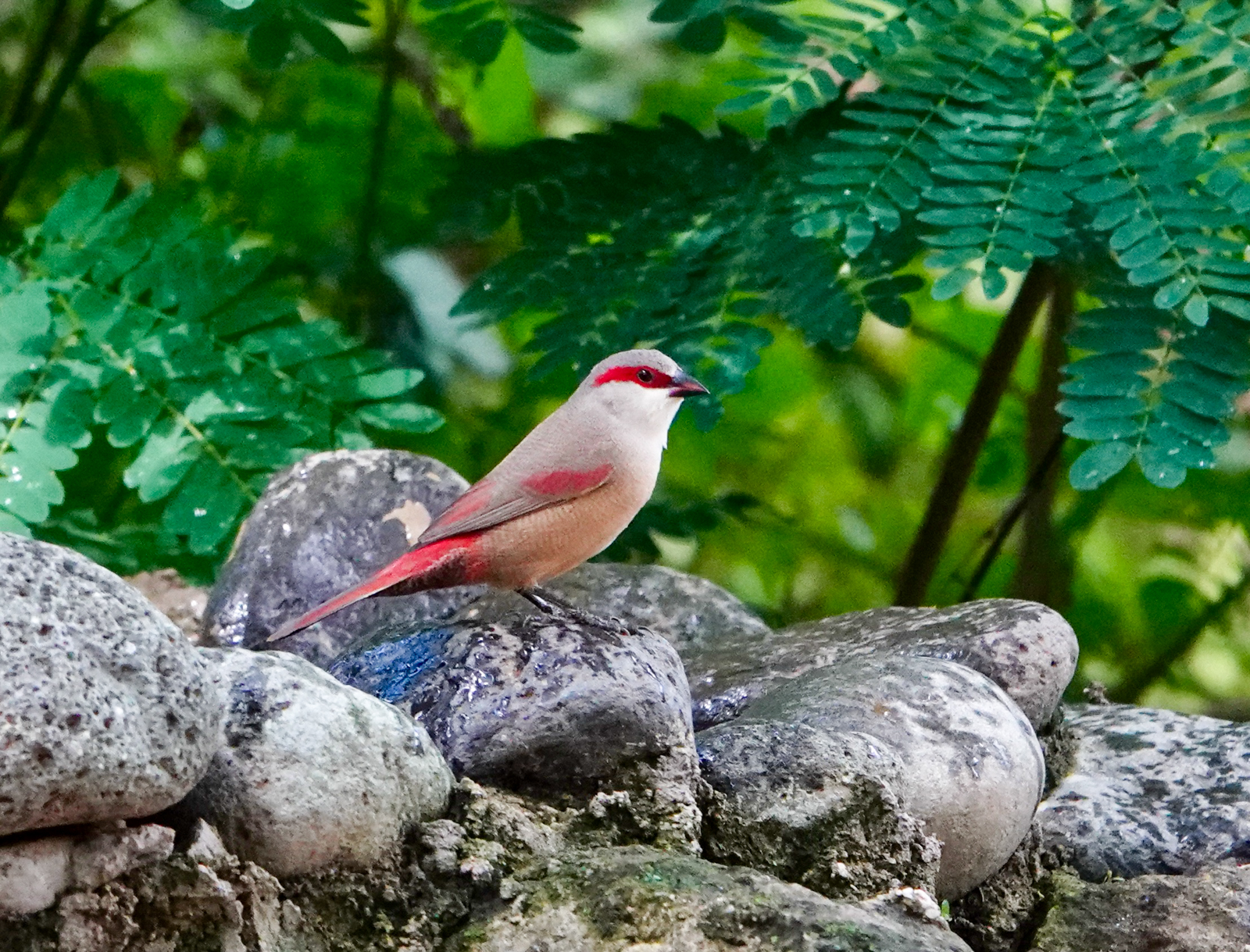 Crimson-rumped Waxbill
