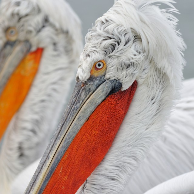 Dalmatian Pelican