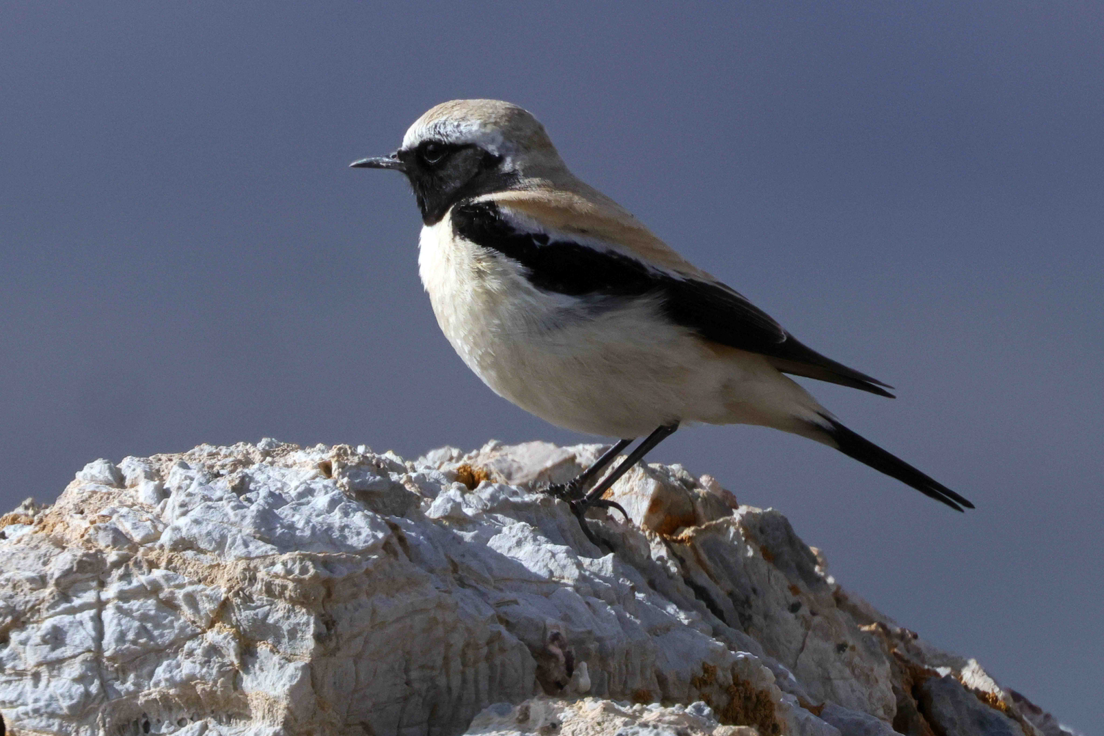 Desert Wheatear