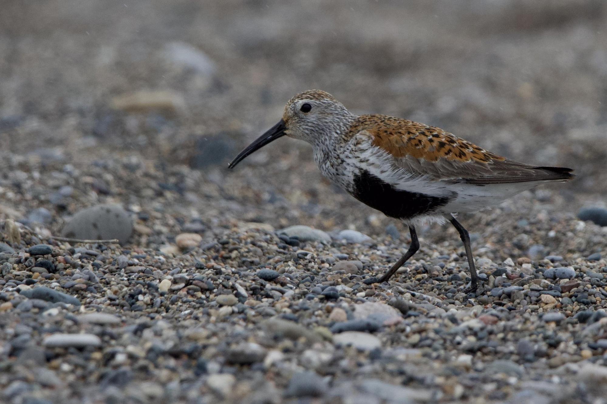 Dunlin
