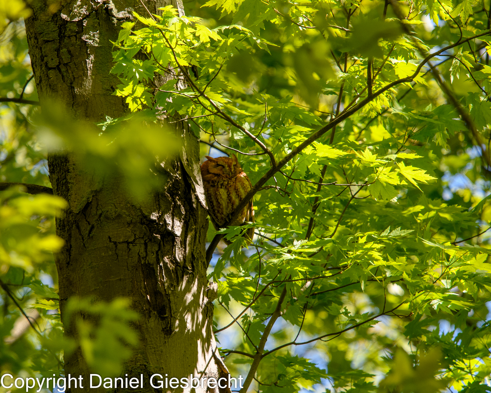 Eastern Screech-Owl