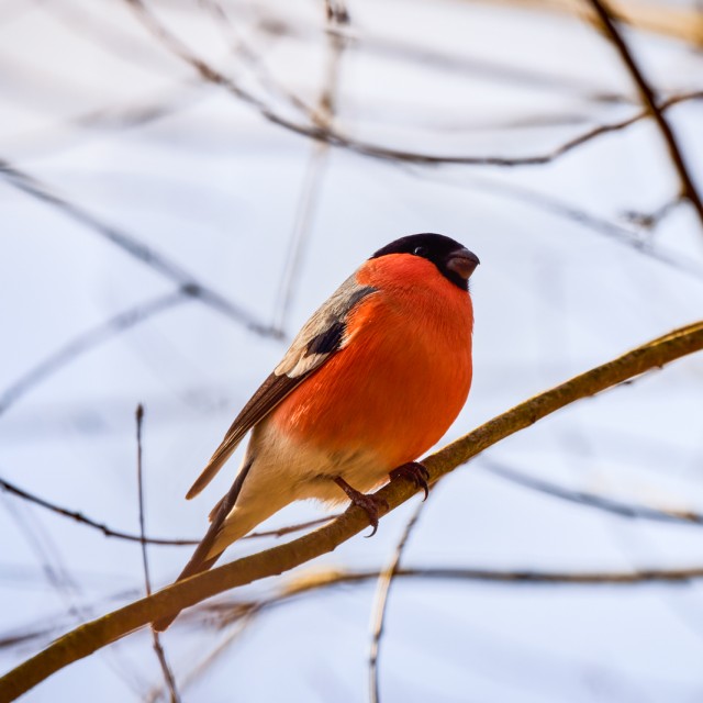 Eurasian Bullfinch