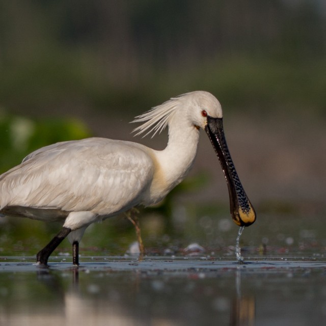 Eurasian Spoonbill