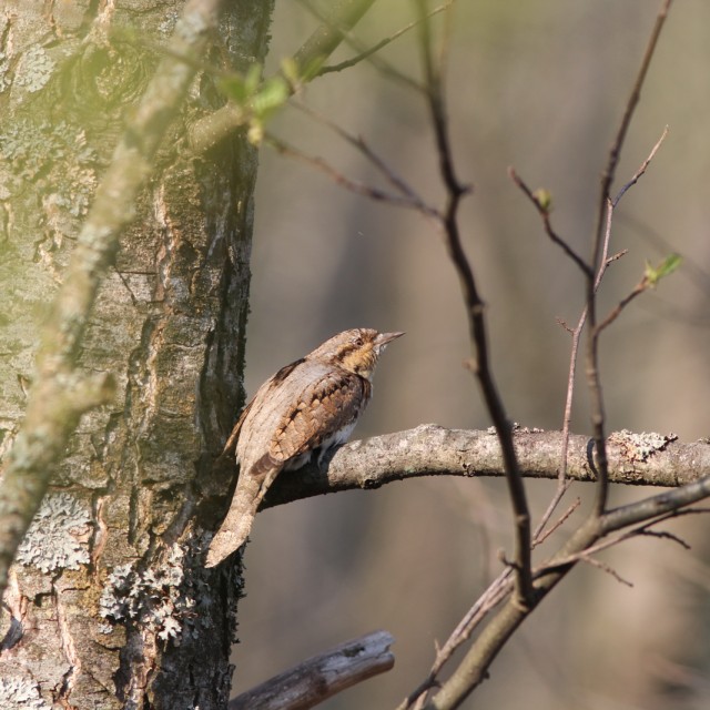 Eurasian Wryneck