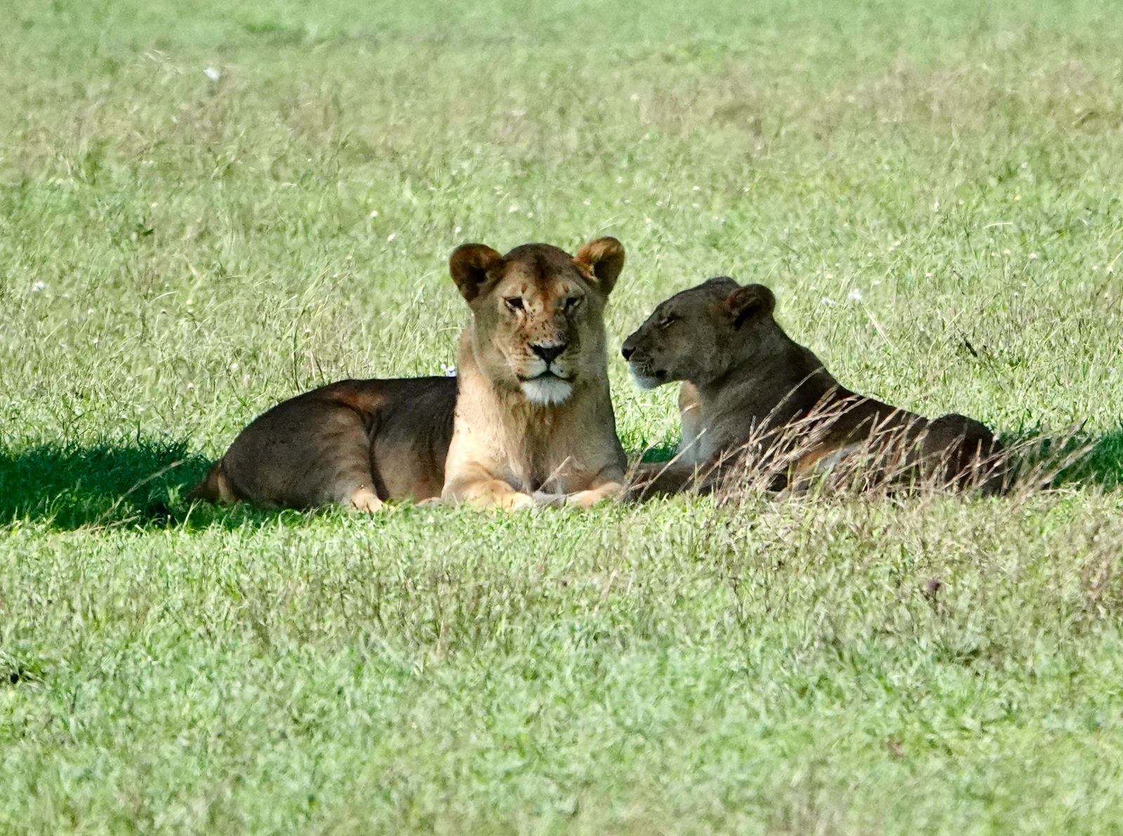 Female African Lion with cub 