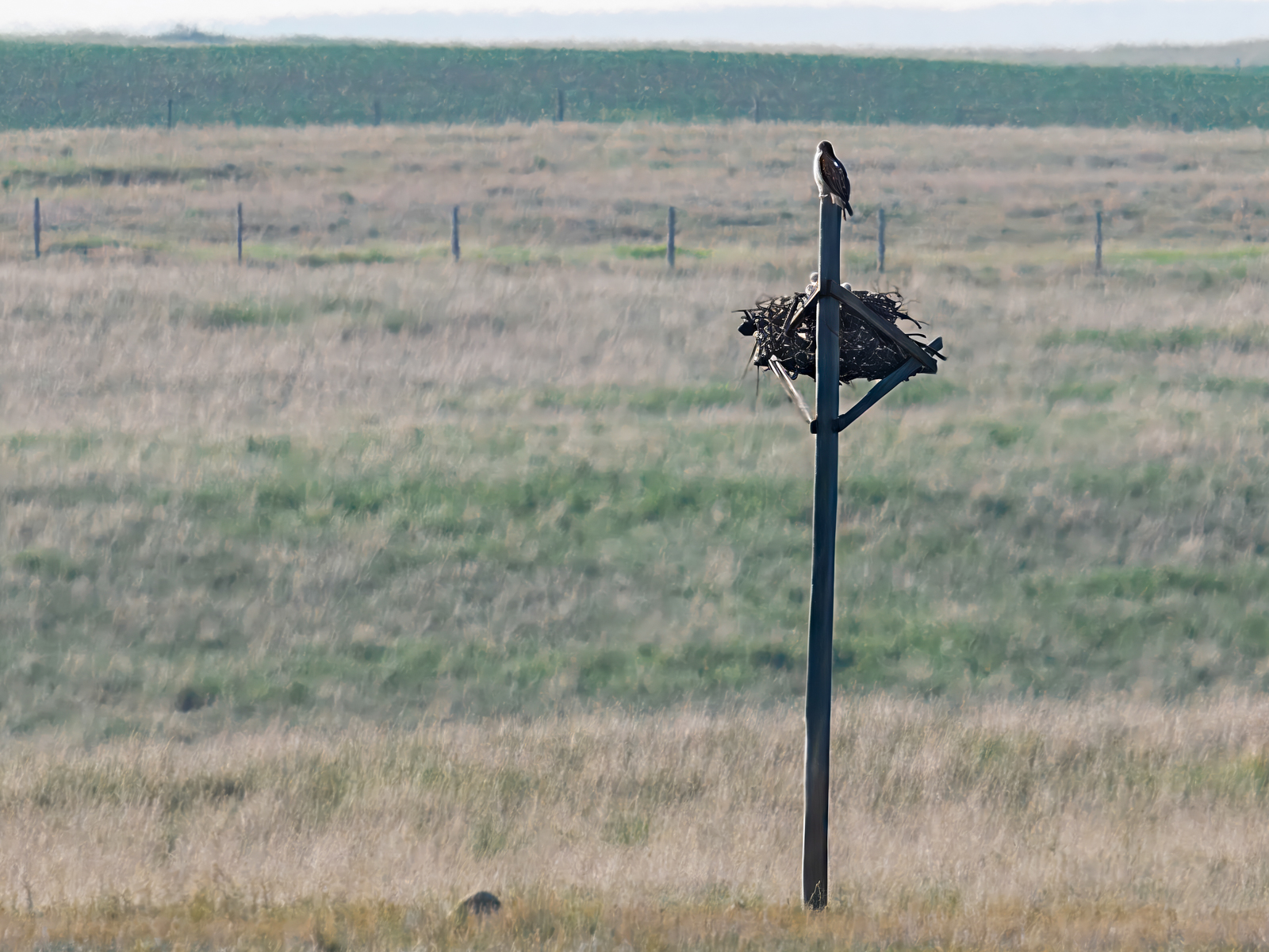Ferruginous Hawk family
