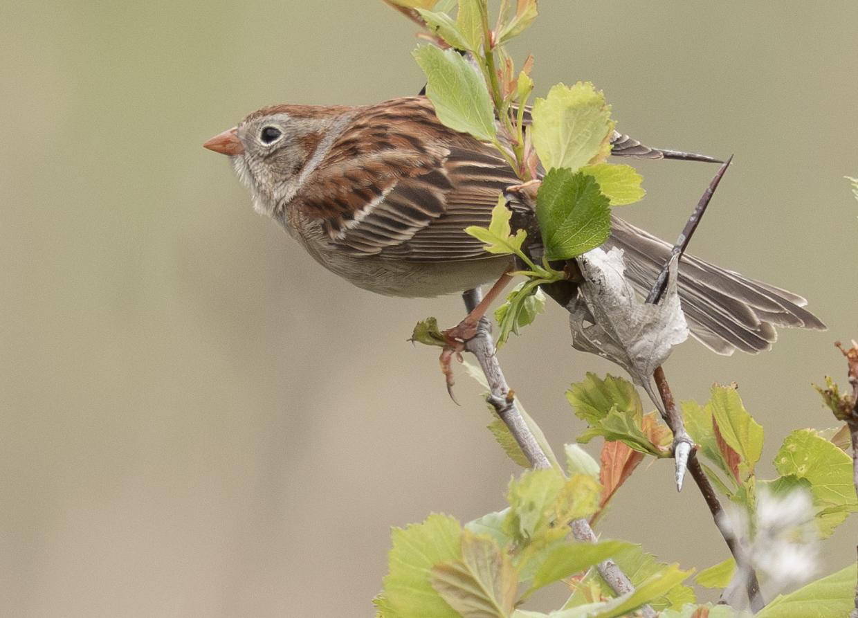 Field Sparrow