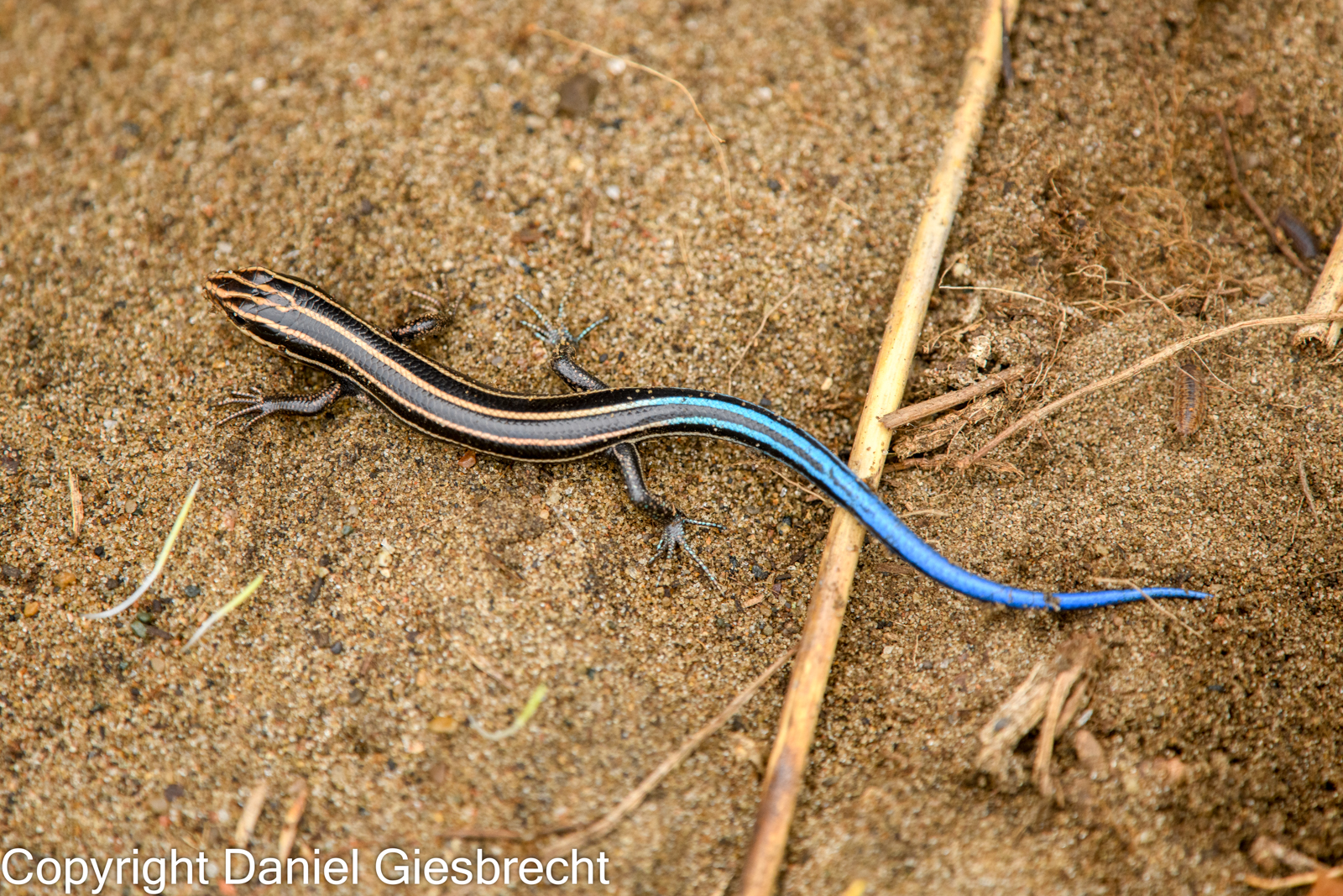 Five-lined Skink