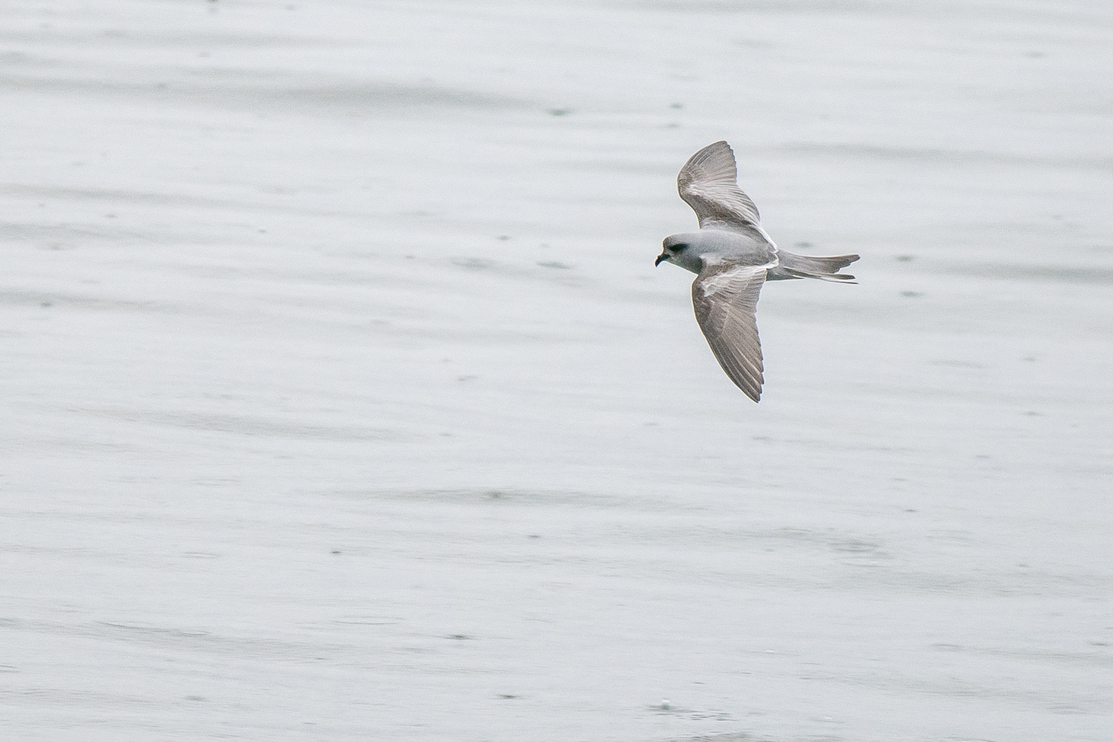 Fork-tailed Storm-Petrel
