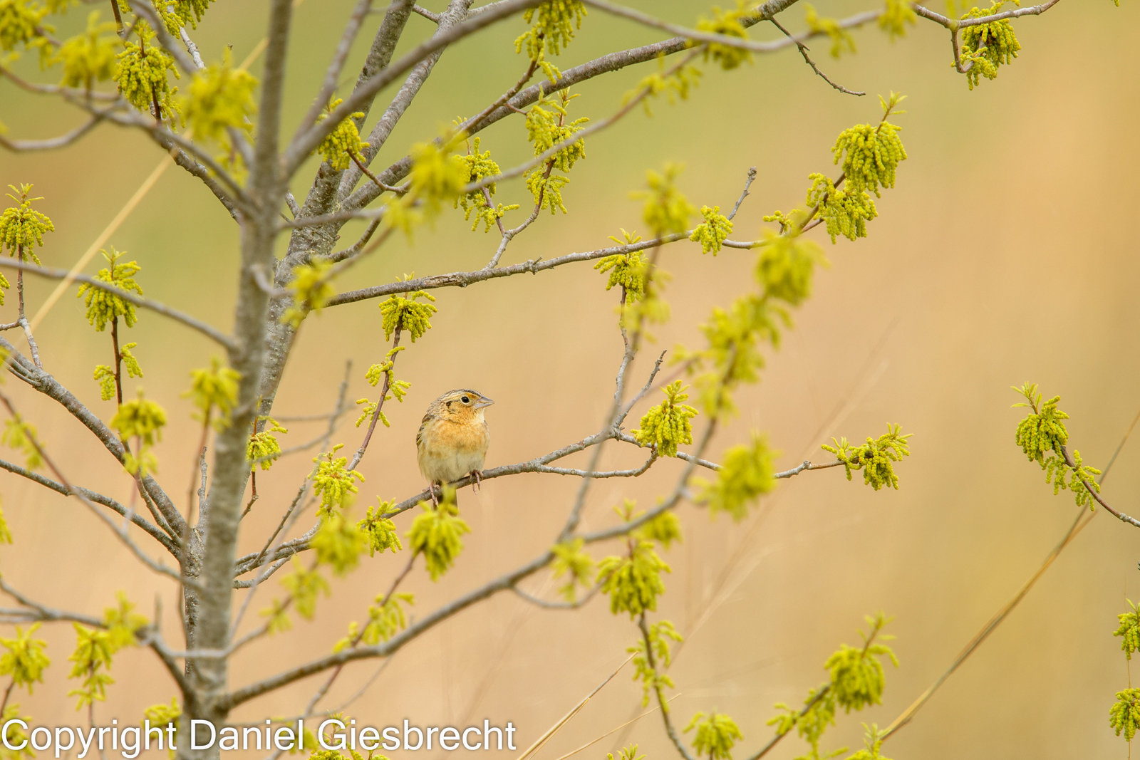 Grasshopper Sparrow