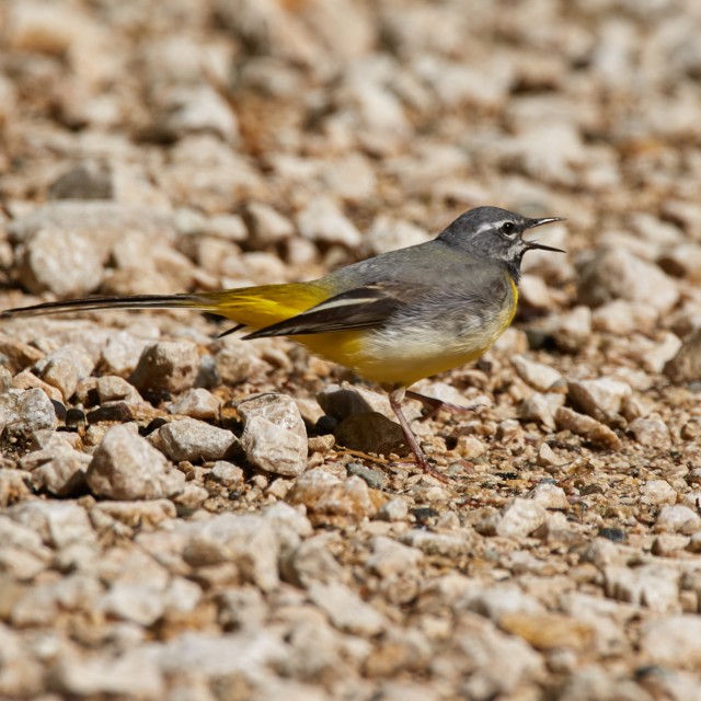 Gray Wagtail