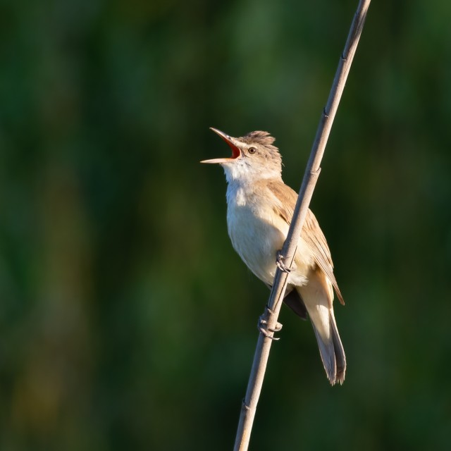 Great Reed Warbler