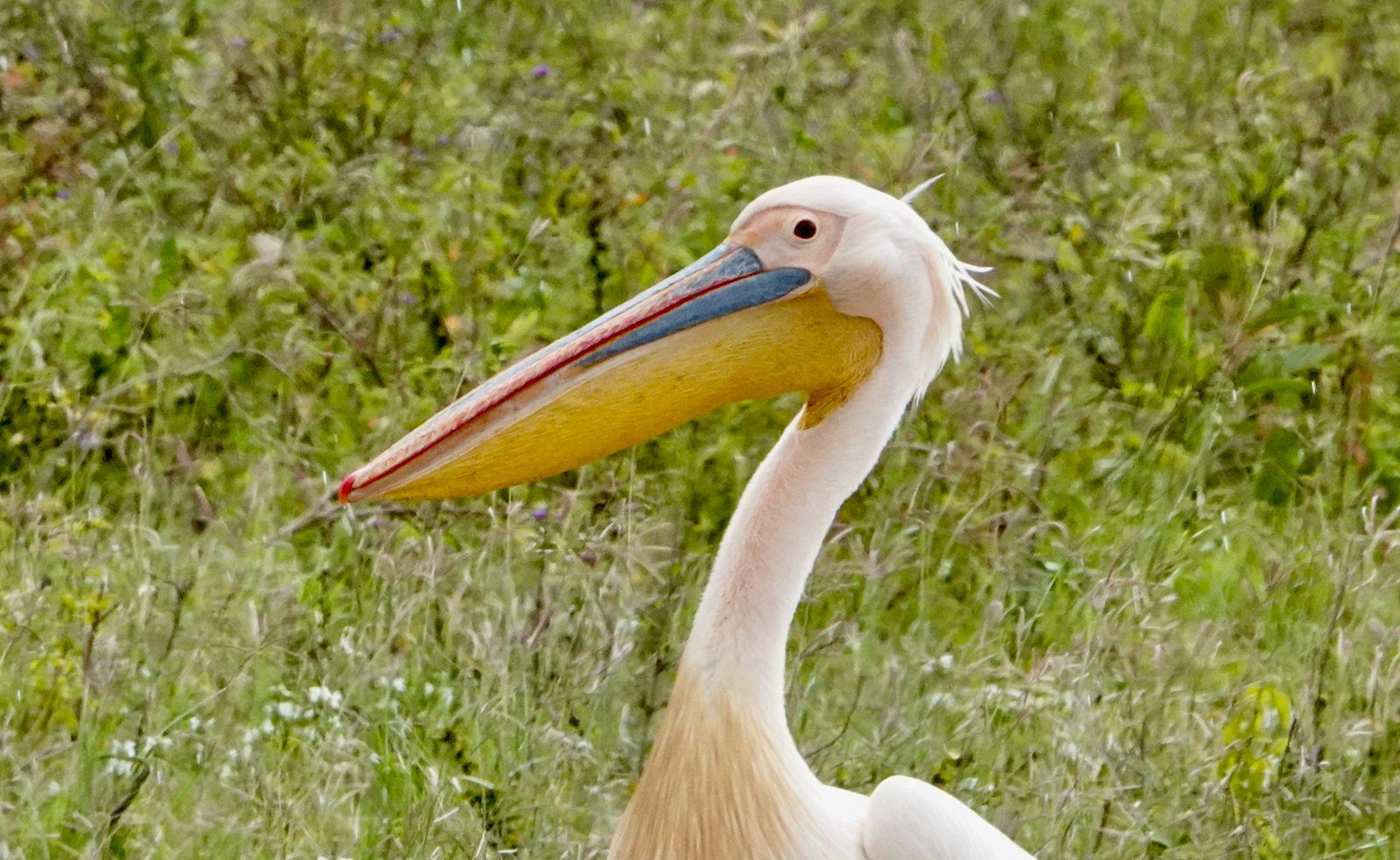 Great White Pelican