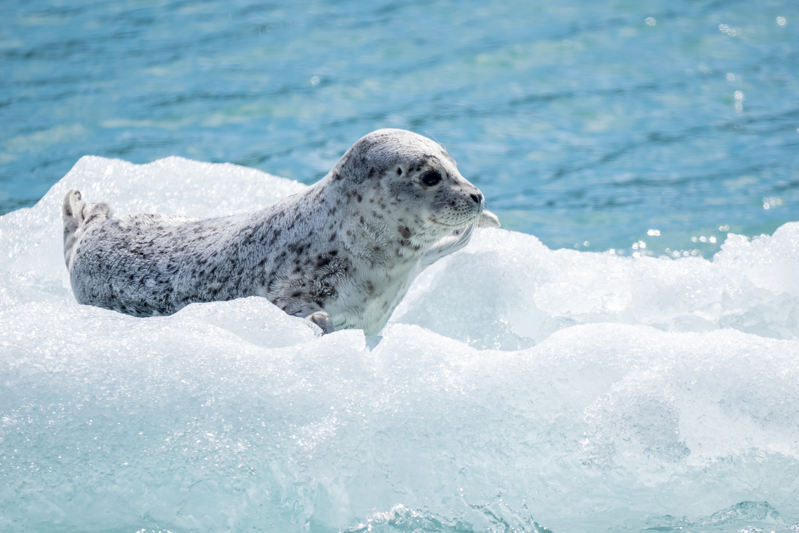 Harbour Seal