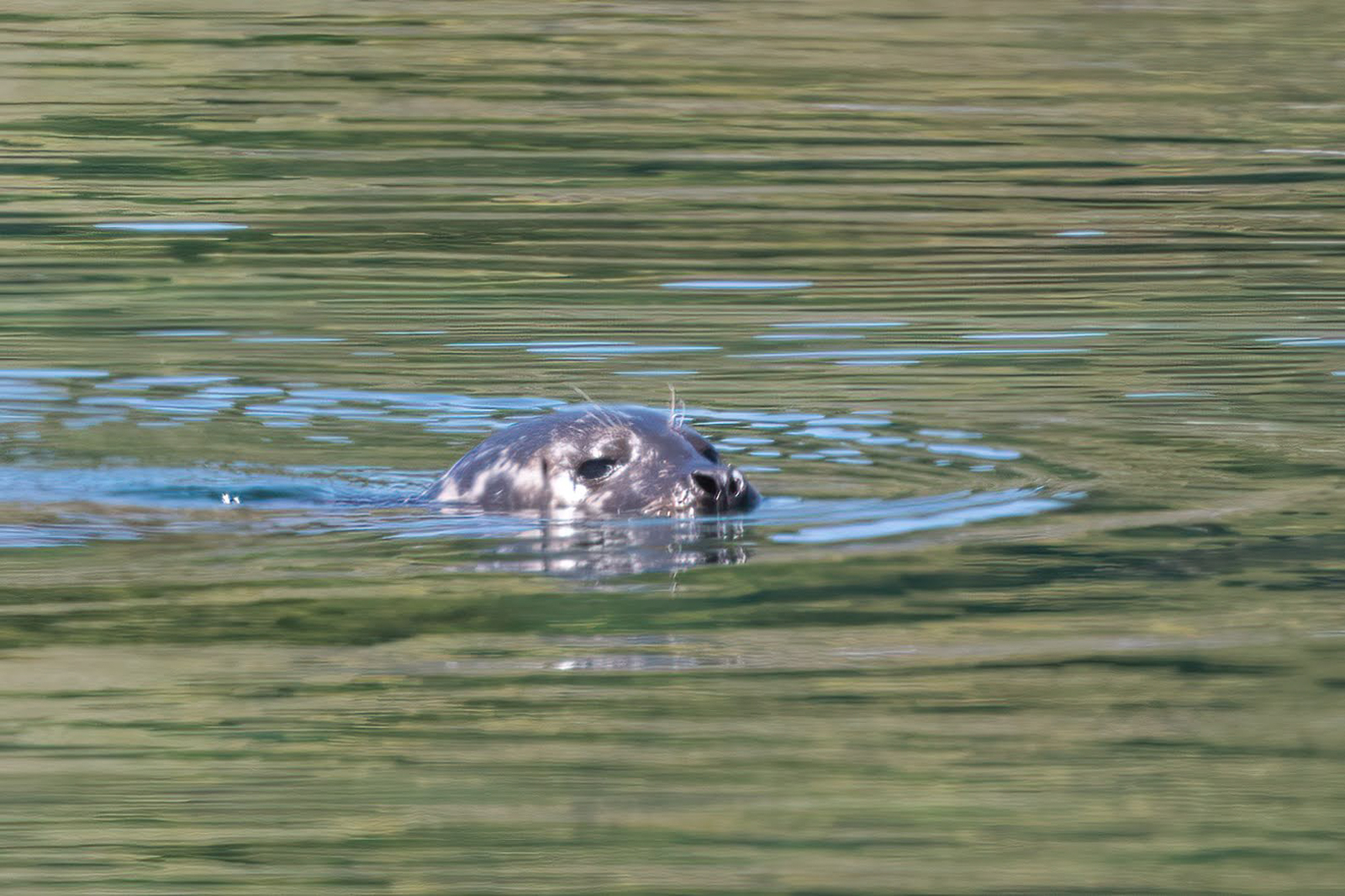 Harbour Seal
