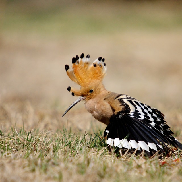 Explore Eagle-Eye Tours for Europe