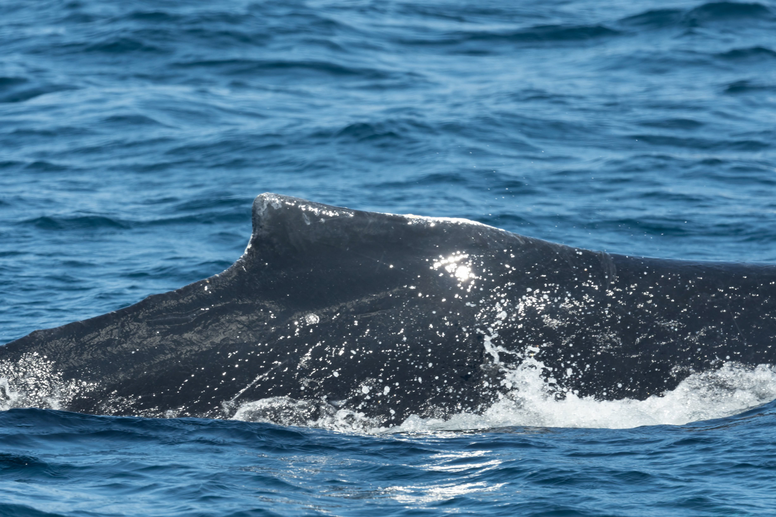 Humpback Whale