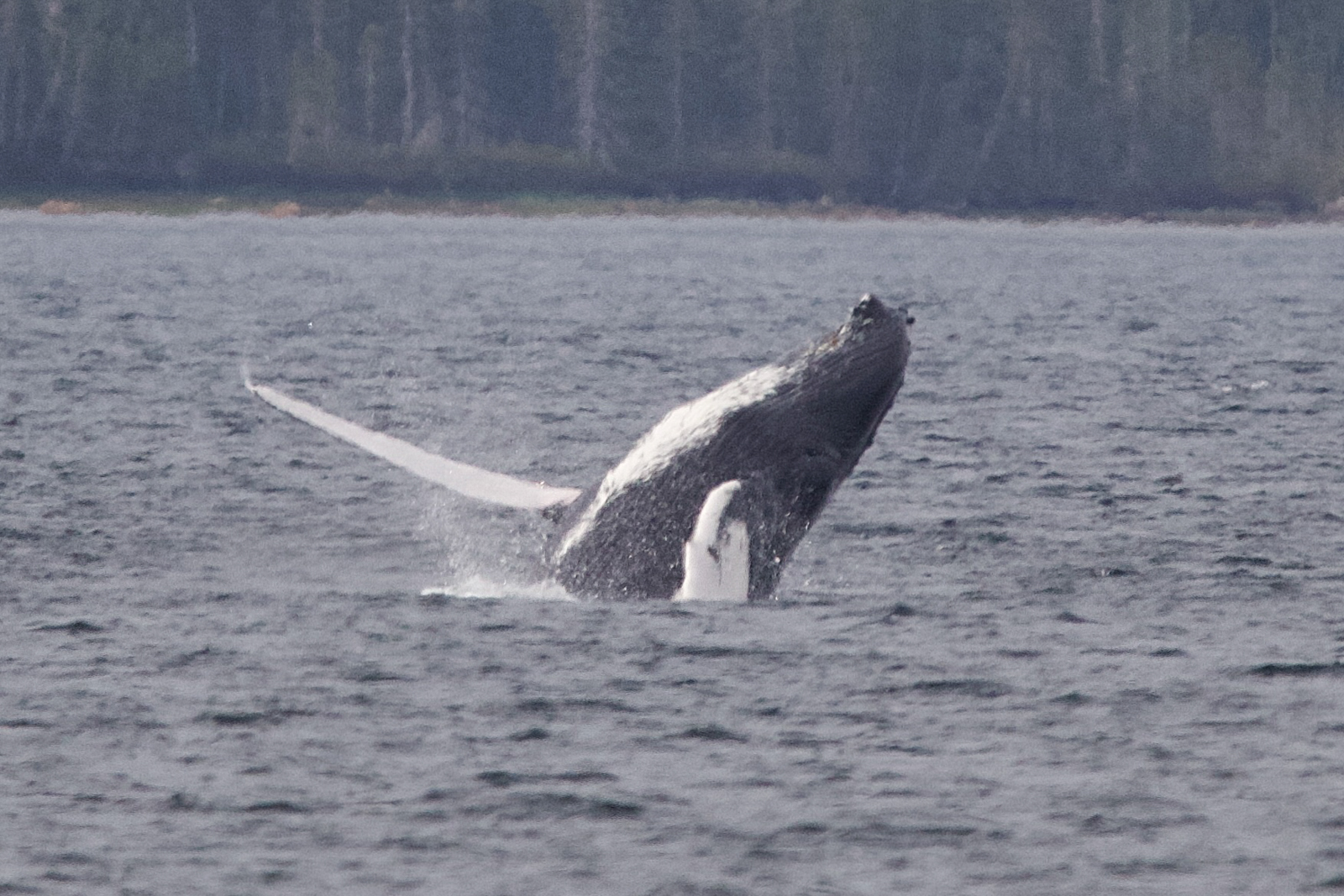 Humpback whale breeching
