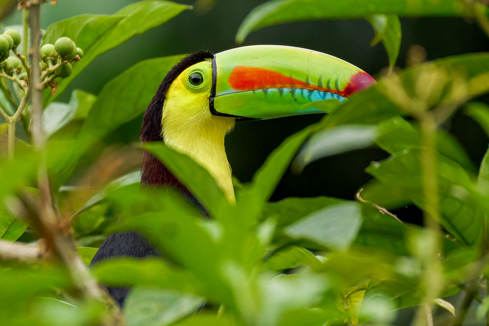 Keel-billed Toucan