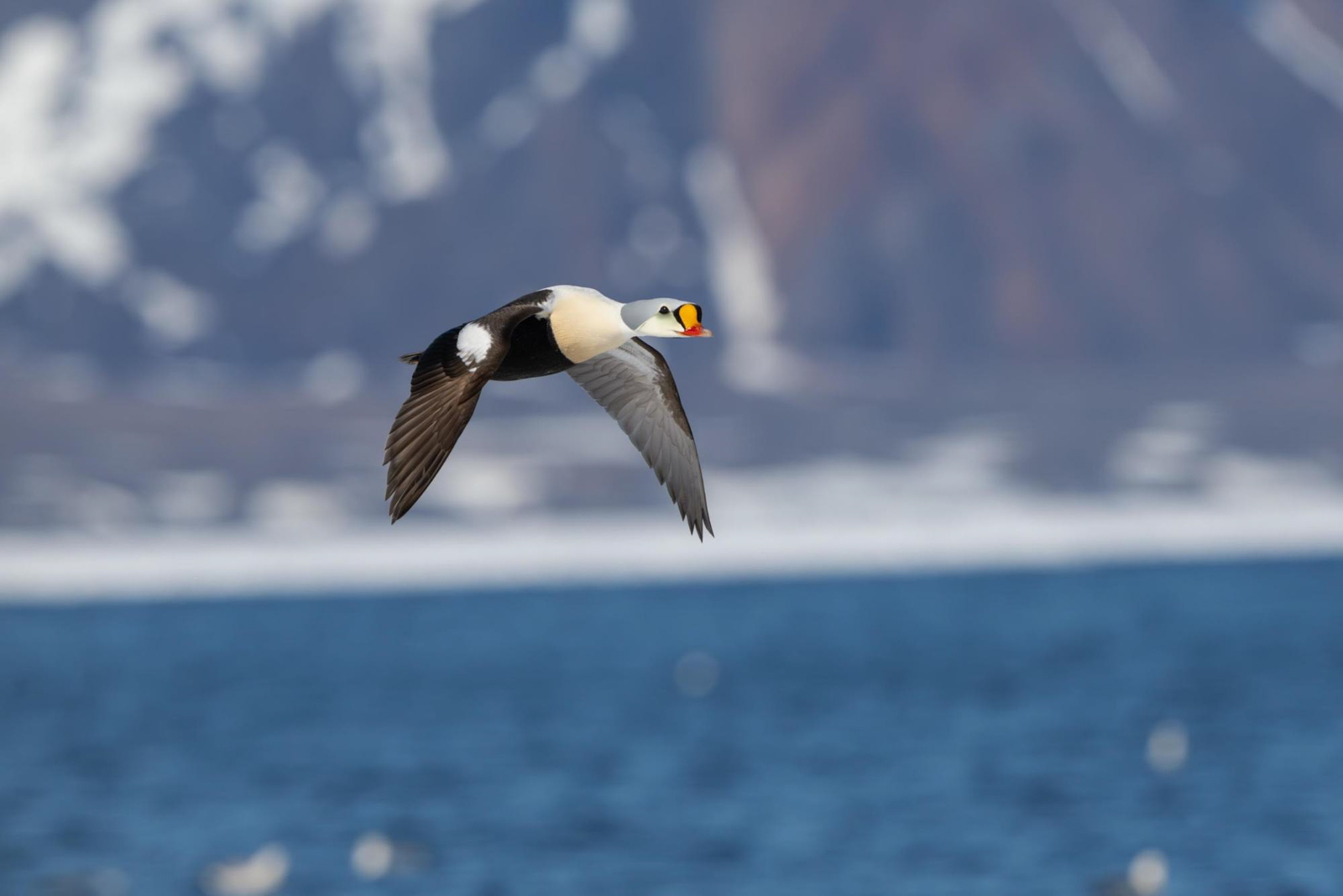 King Eider