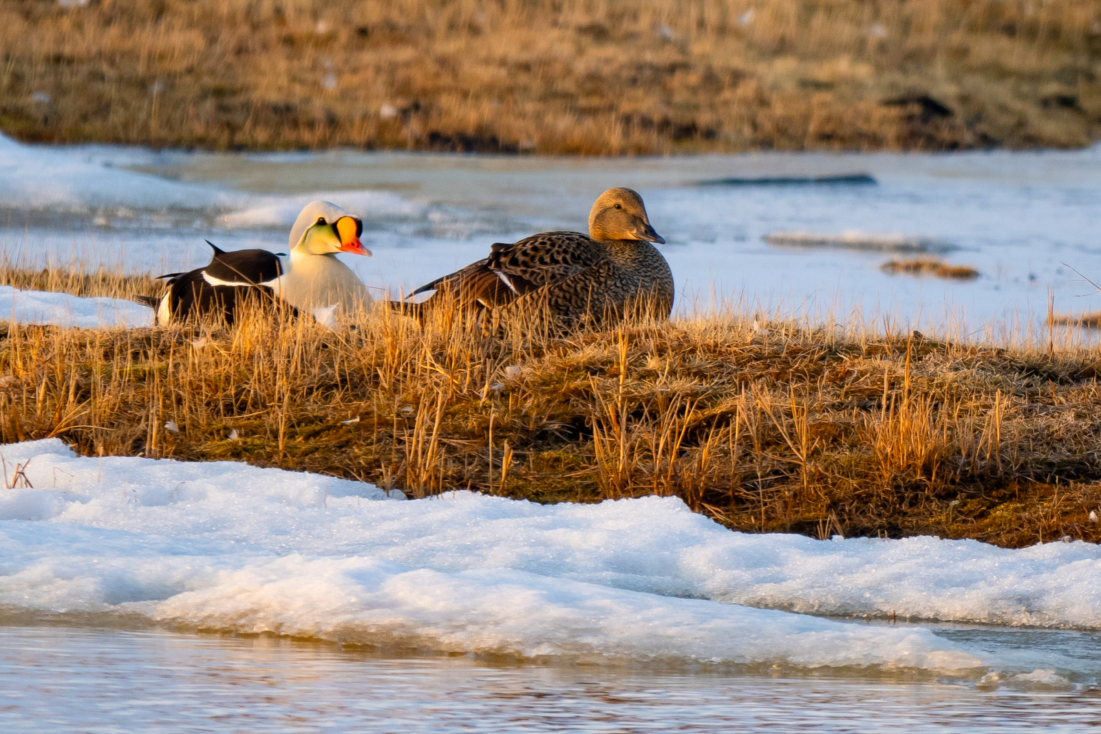 King Eiders