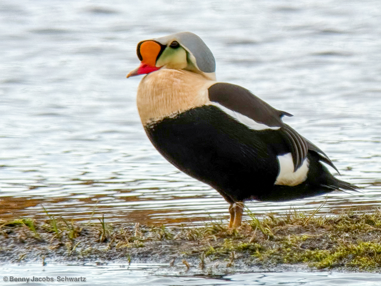 King Eider