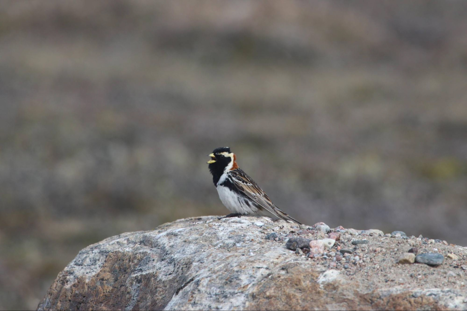 Lapland Longspur