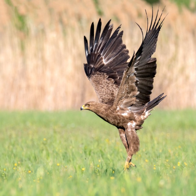 Lesser Spotted Eagle