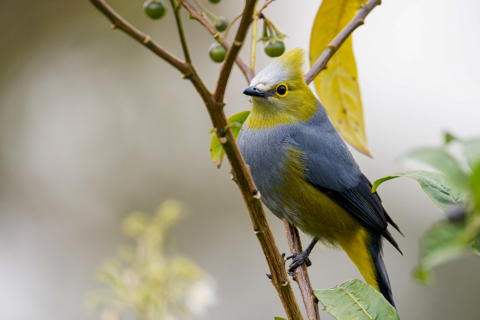 Long-tailed Silky-Flycatcher