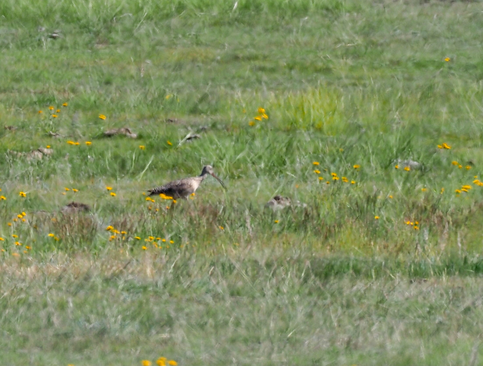 Long-billed Curlew