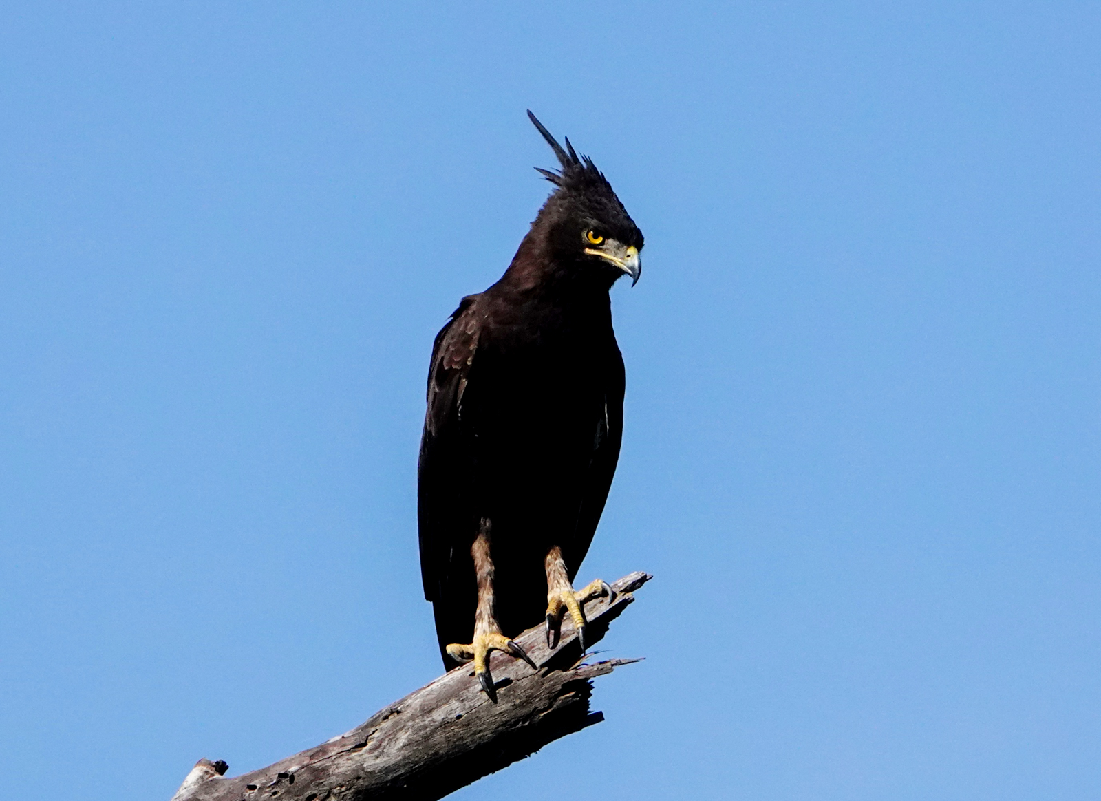 Long-crested Eagle
