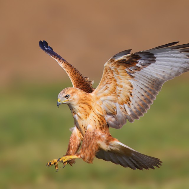 Long-legged Buzzard