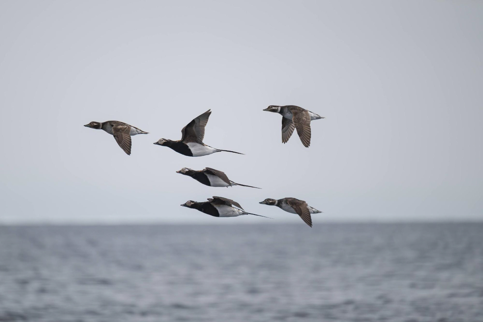 Long-tailed Duck 