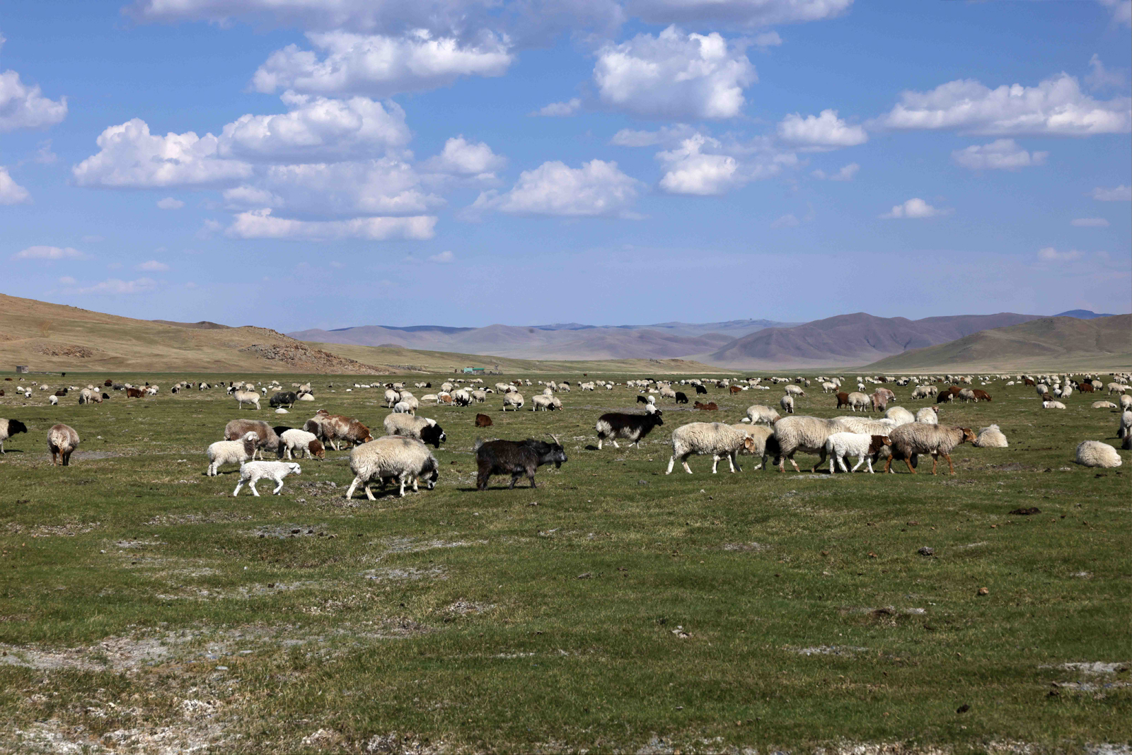 Mongolia landscape