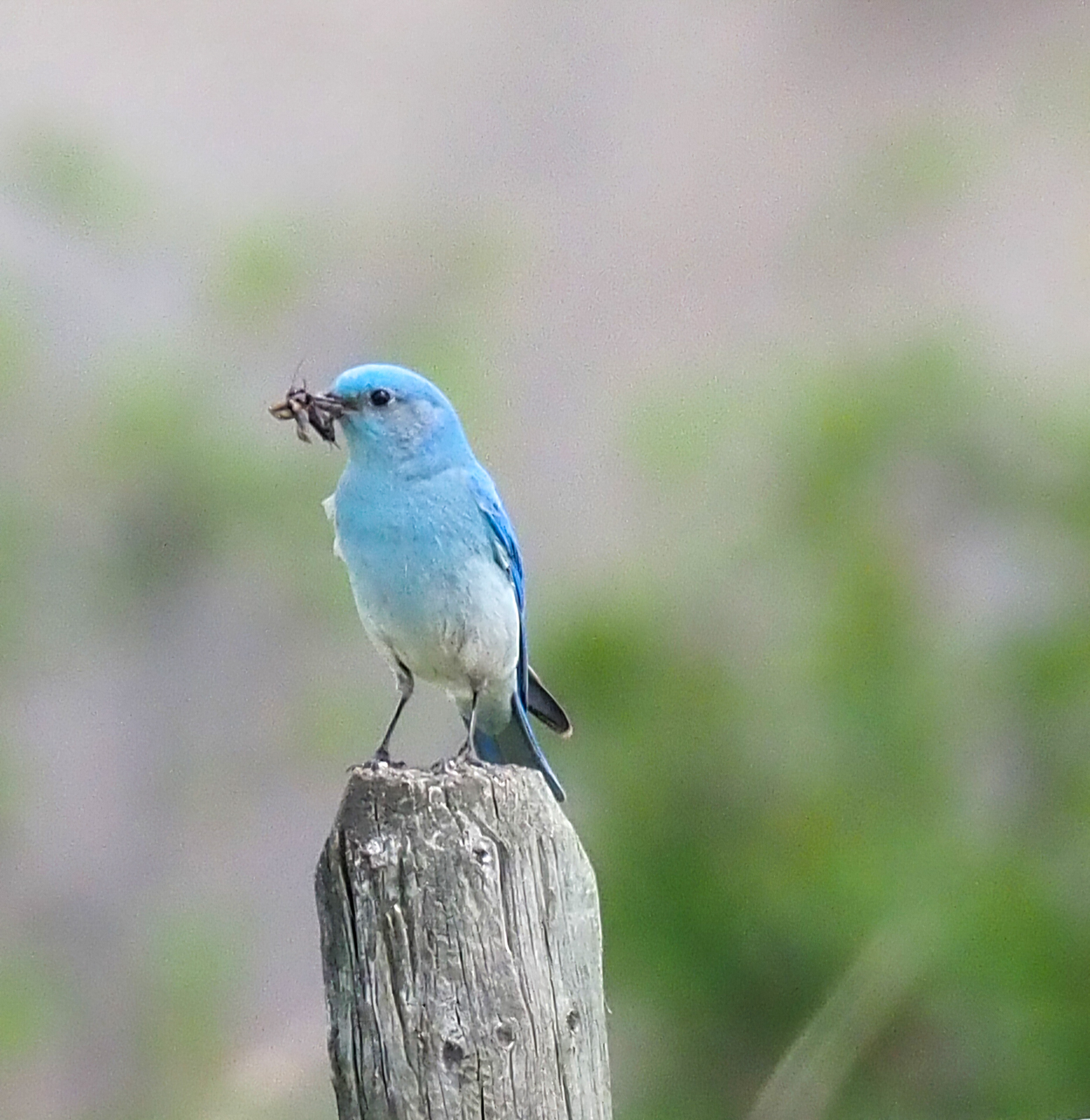 Mountain Bluebird carrying food for chicks