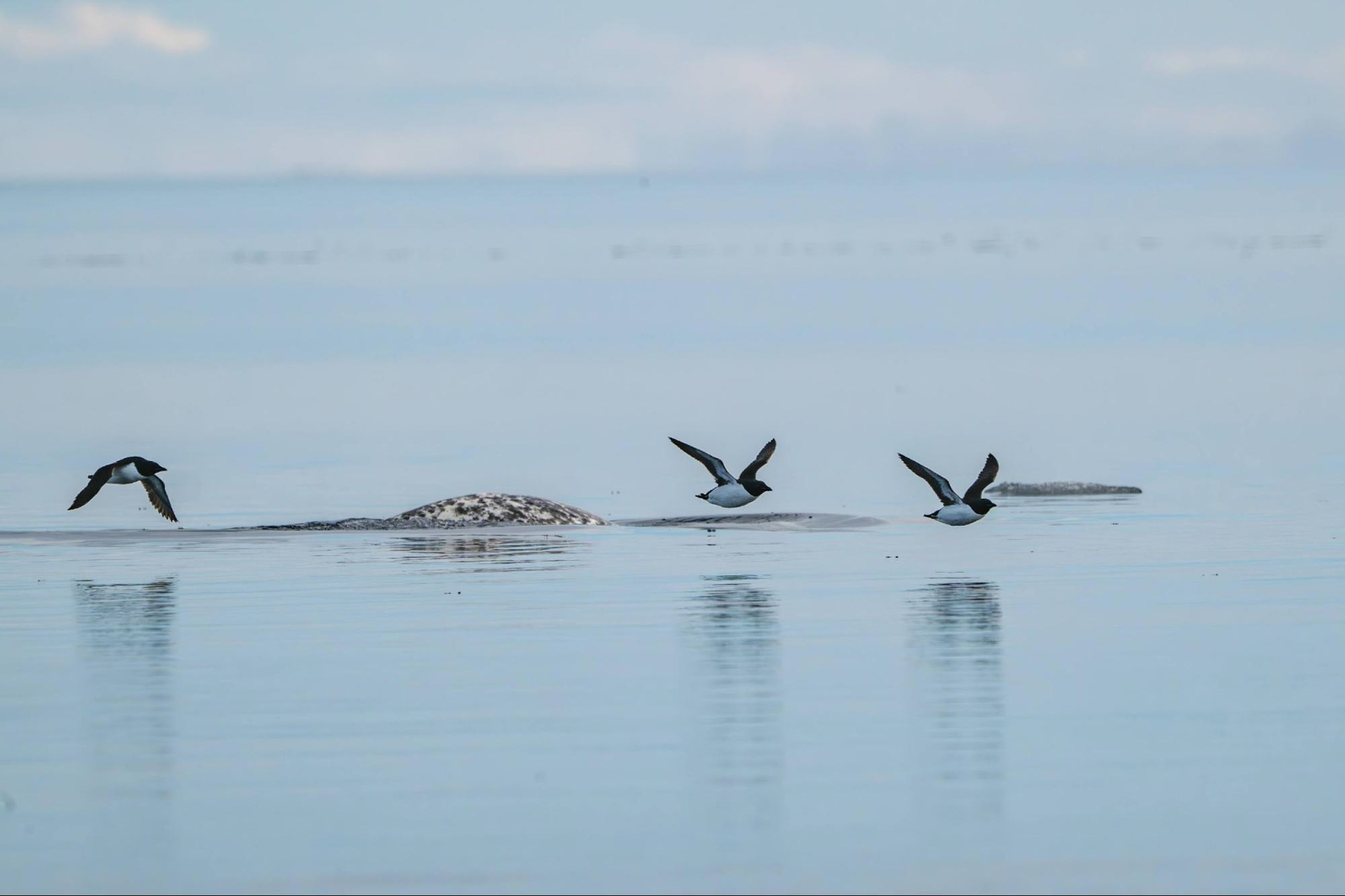 Narwhal and Thick-billed Murres