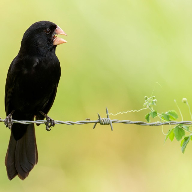 Nicaraguan Seed-finch