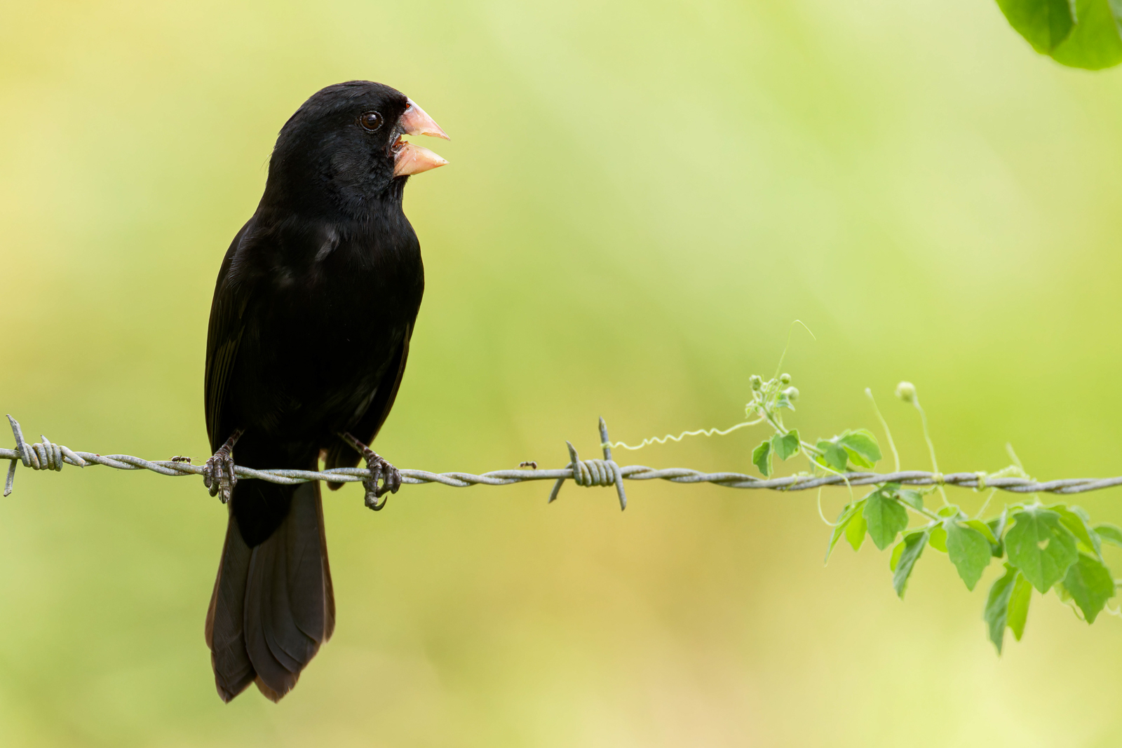 Nicaraguan Seed-finch