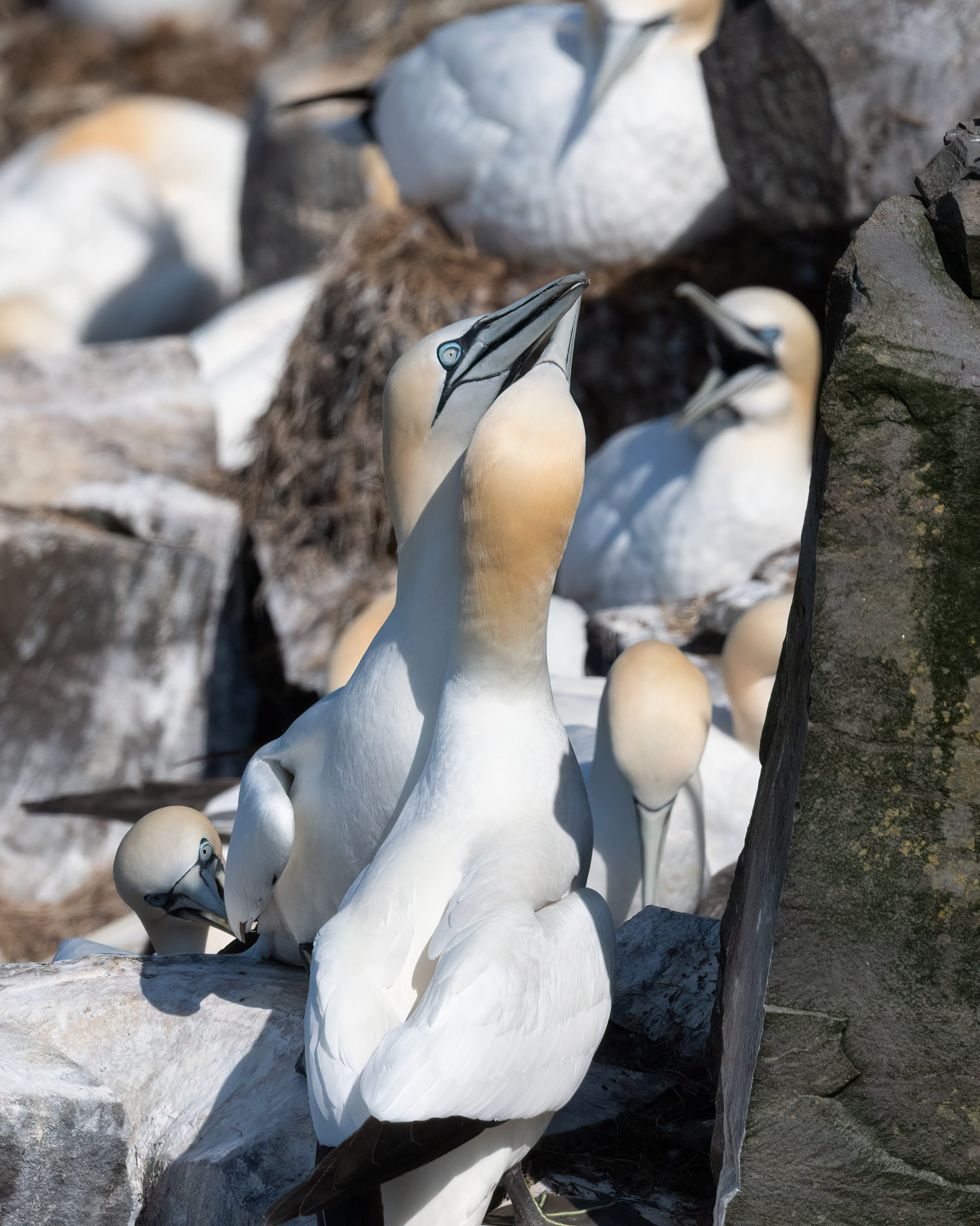 Northern Gannets