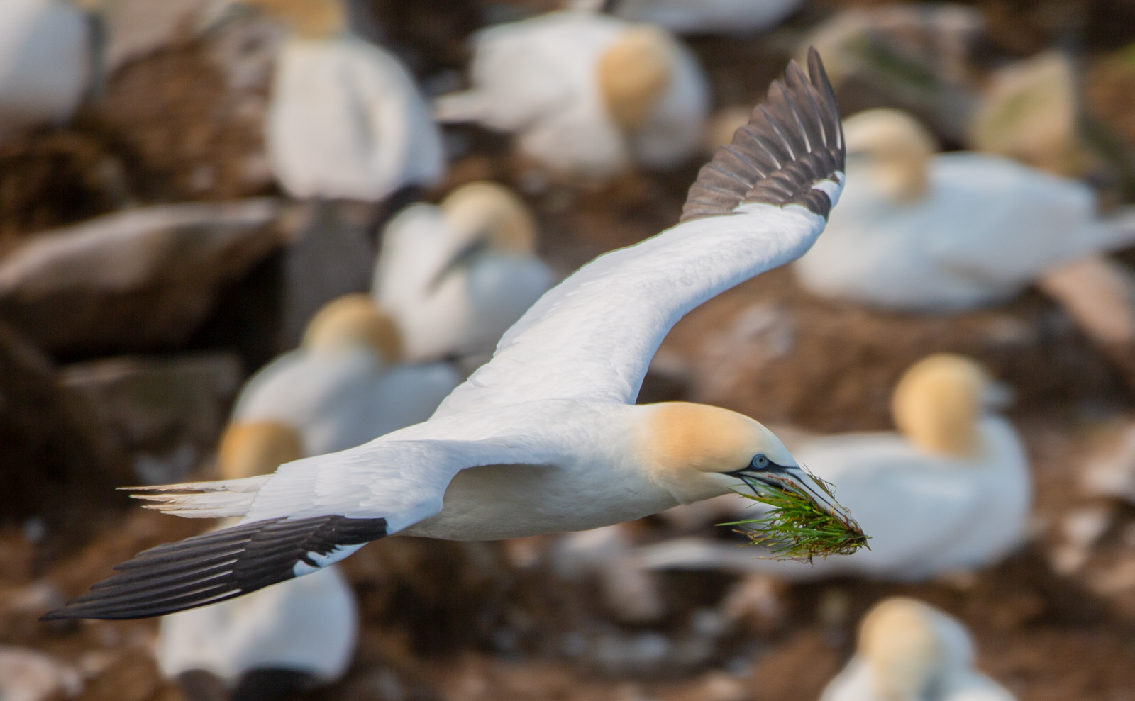 Northern Gannet