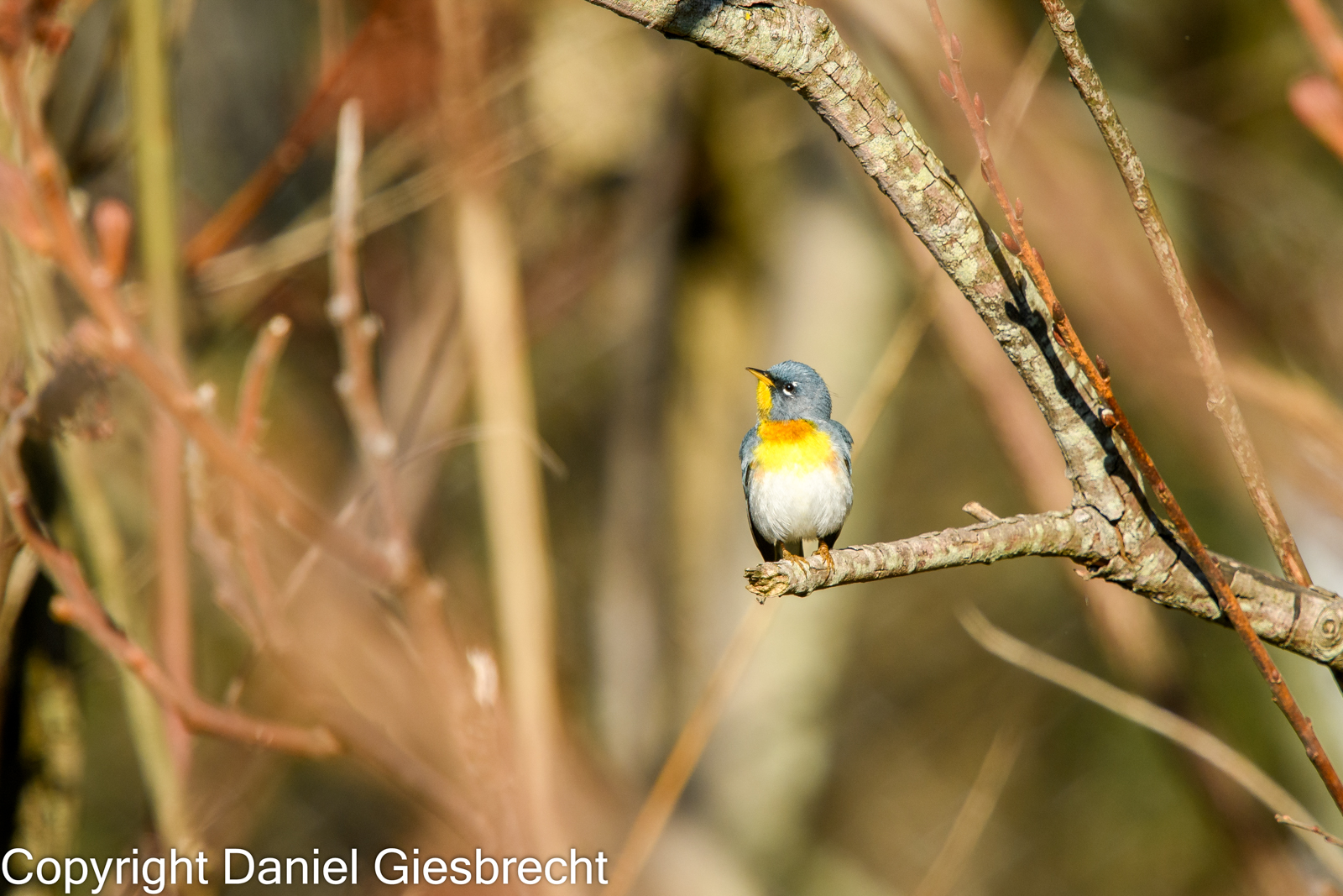 Northern Parula