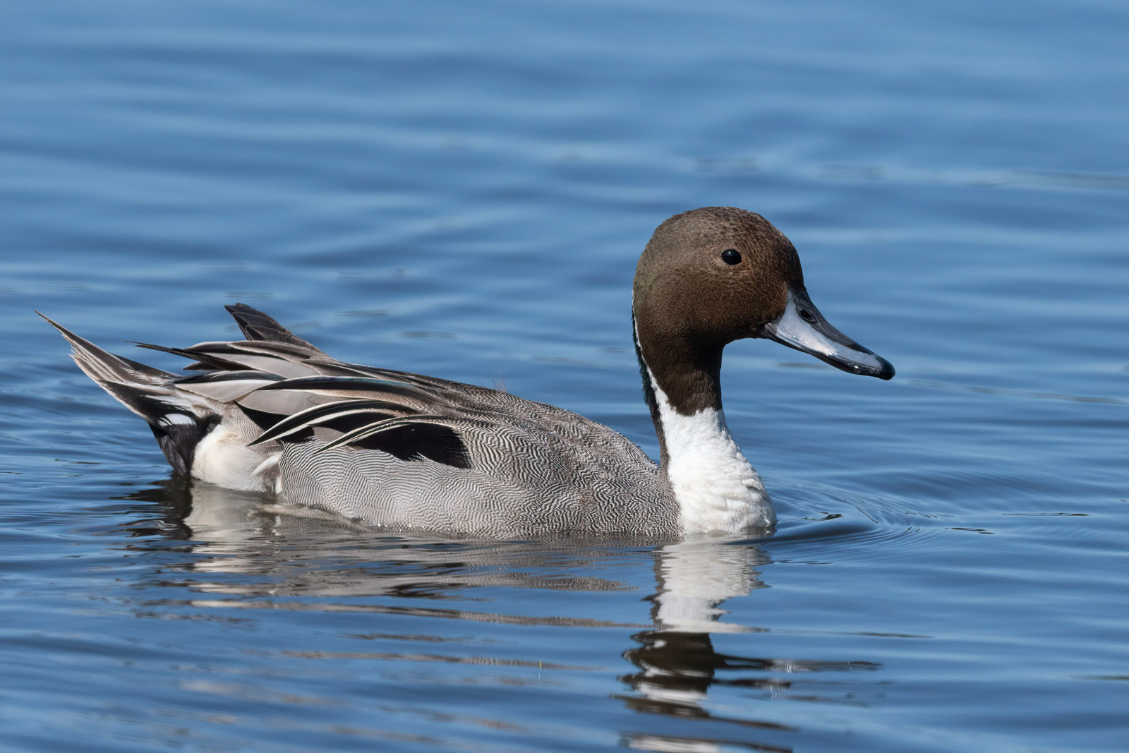 Northern Pintail