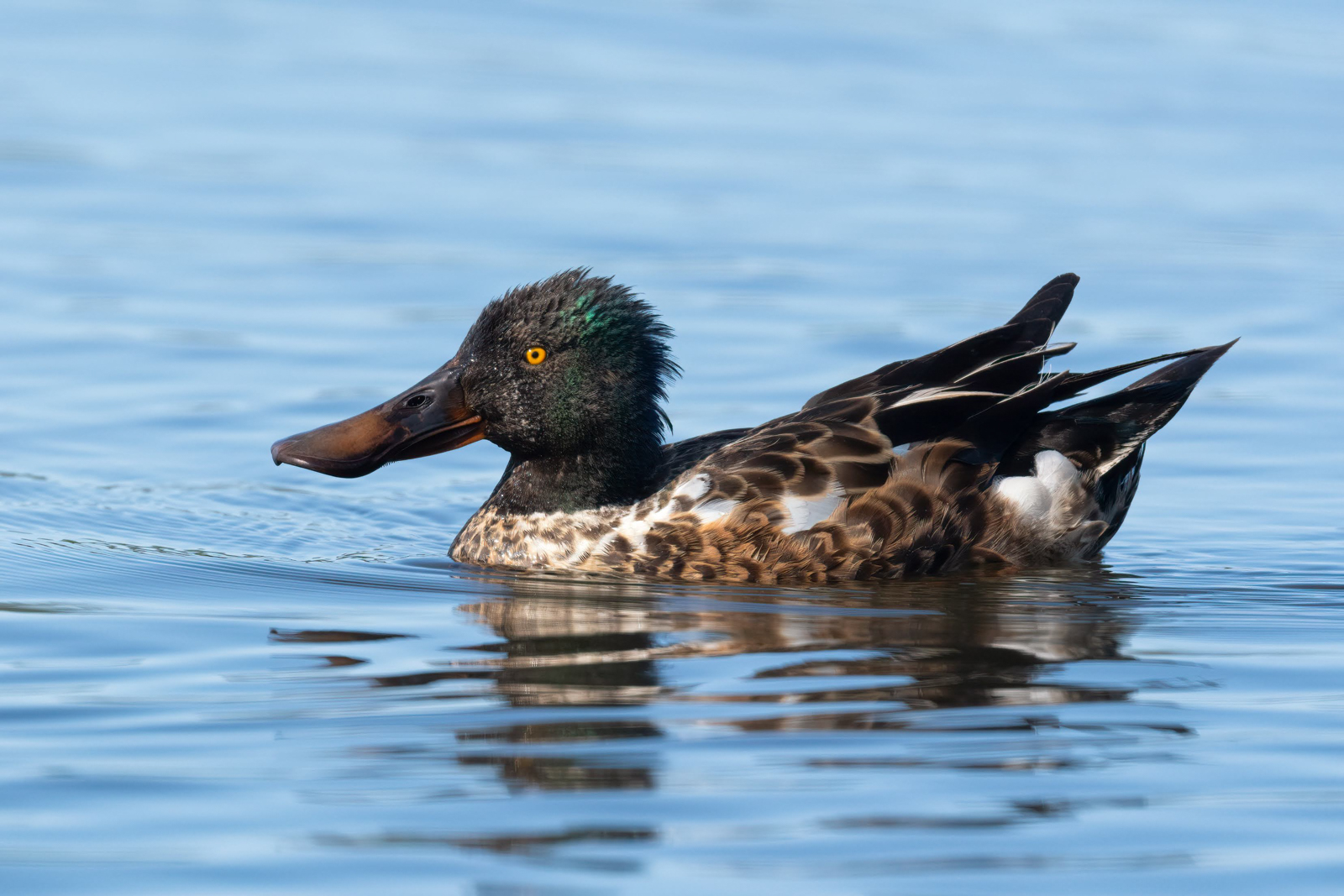 Northern Shoveller