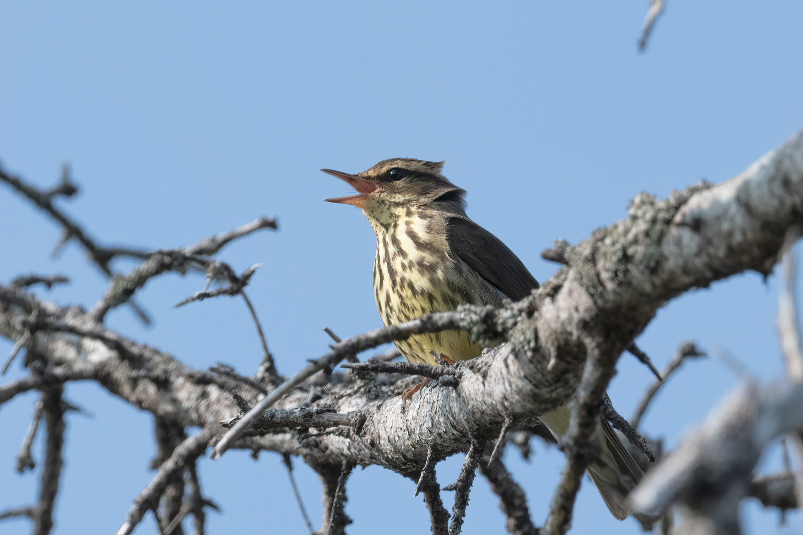 Northern Waterthrush