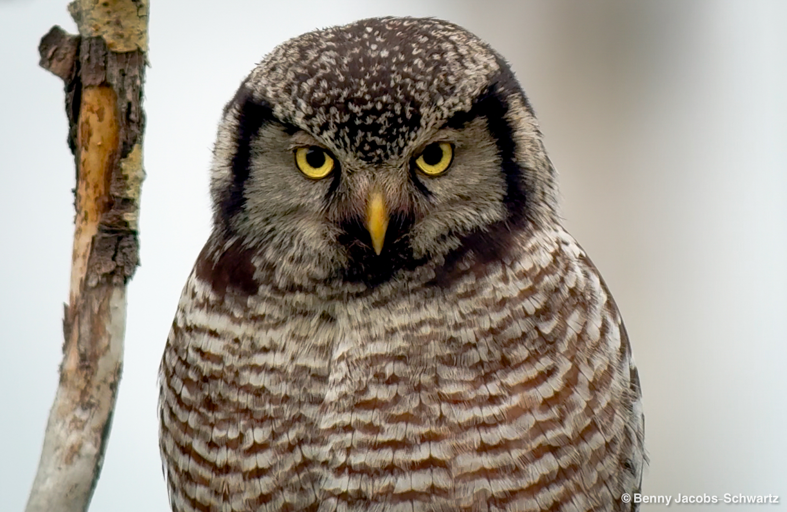 Northern Hawk-Owl