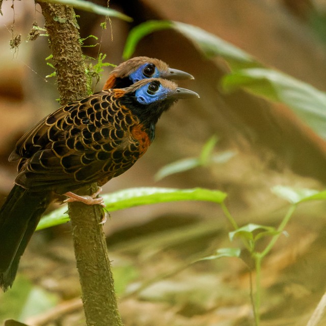 Ocellated Antbird