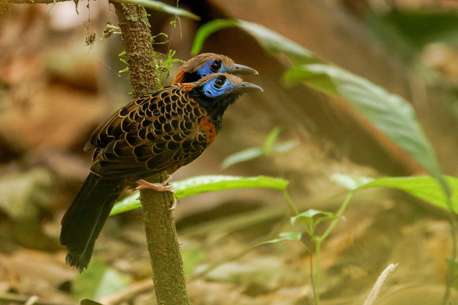 Ocellated Antbird