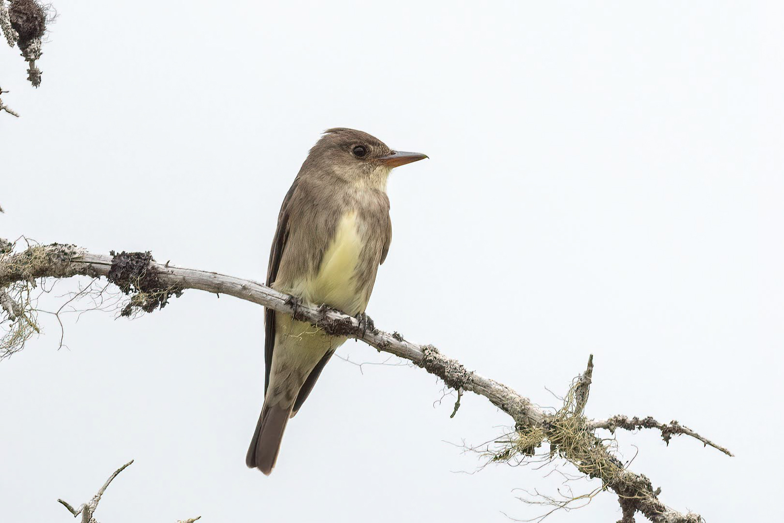 Olive-sided Flycatcher